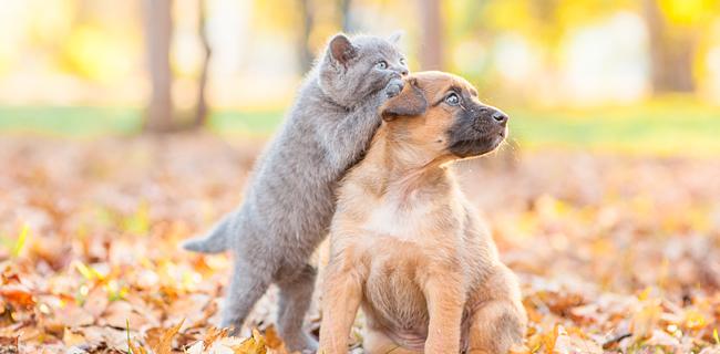 Chiens Et Chats Comment Bien Les Preparer Pour L Hiver Molosse Matou Animalerie En Ligne